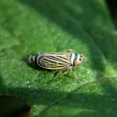 Amblysellus curtisii thumbnail 3