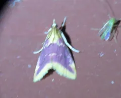 Pyrausta pythialis thumbnail 1