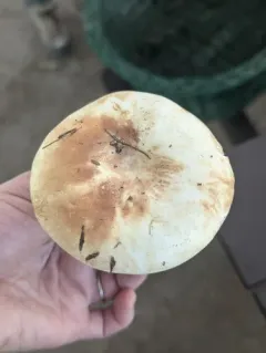 Fishbiscuit Russula thumbnail 3
