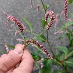 Far Eastern smartweed thumbnail 2