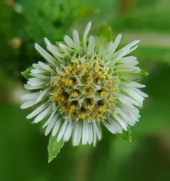 False Daisy thumbnail 3
