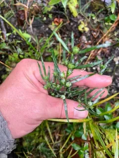 Podosphaera phtheirospermi thumbnail 3