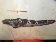Esmark's Eelpout thumbnail 1