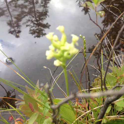 small green wood orchid