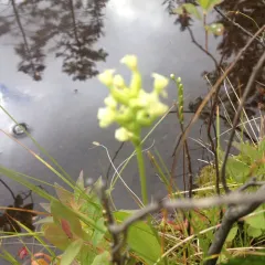 small green wood orchid thumbnail 1