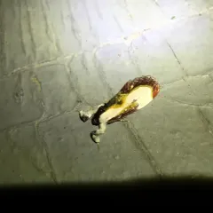 Beautiful Wood-nymph thumbnail 2