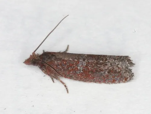 Epinotia arctostaphylana