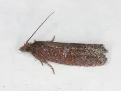 Epinotia arctostaphylana thumbnail 1