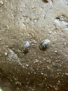 Psephenus falli thumbnail 2