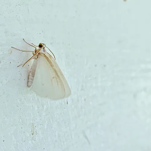 White Spring Moth