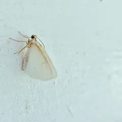 White Spring Moth thumbnail 1
