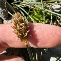 Brewer's sedge thumbnail 3