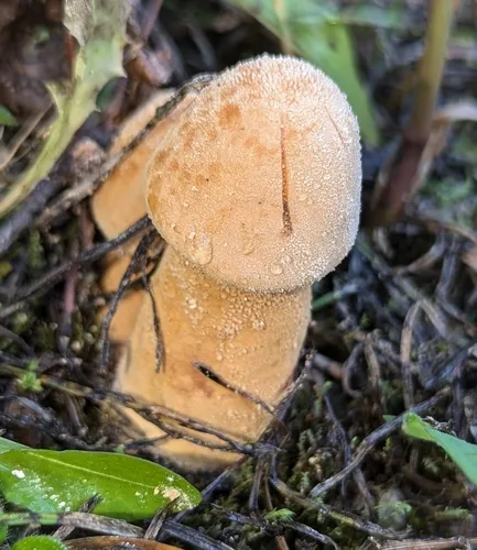 Golden Cap