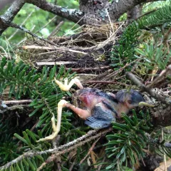 Blackpoll Warbler thumbnail 2