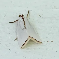 Snowy Urola Moth thumbnail 2