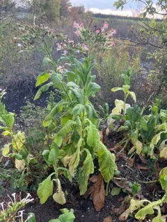 Cultivated tobacco thumbnail 4