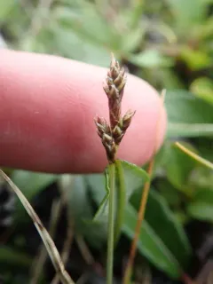 Weak-cluster Sedge thumbnail 1