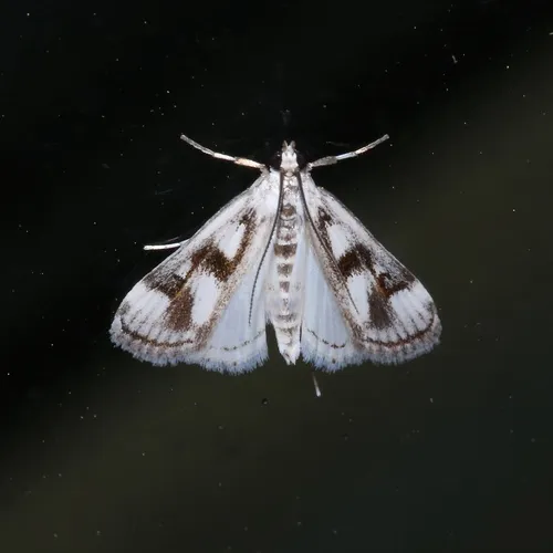 Polymorphic Pondweed Moth