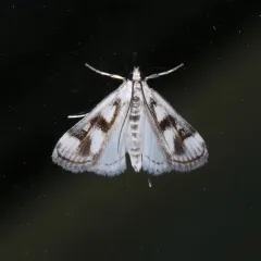 Polymorphic Pondweed Moth thumbnail 1
