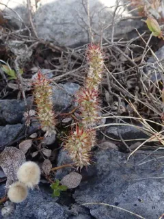 Limestone Willow thumbnail 2