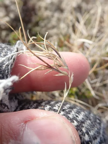 North Atlantic Fescue