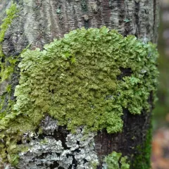 Polished Camouflage Lichen thumbnail 4