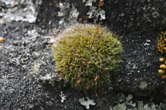 Grimmia lisae thumbnail 2