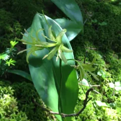 bluebead lily thumbnail 4