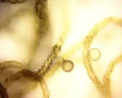 Hemitrichia montana thumbnail 2