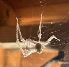 Engyodontium aranearum thumbnail 3