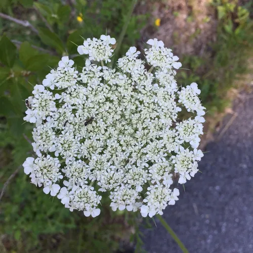 wild carrot