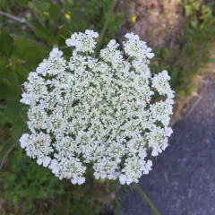 wild carrot thumbnail 1