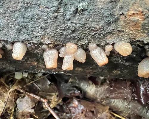 Beech Jelly-disc
