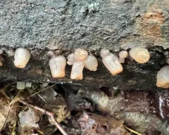 Beech Jelly-disc thumbnail 1