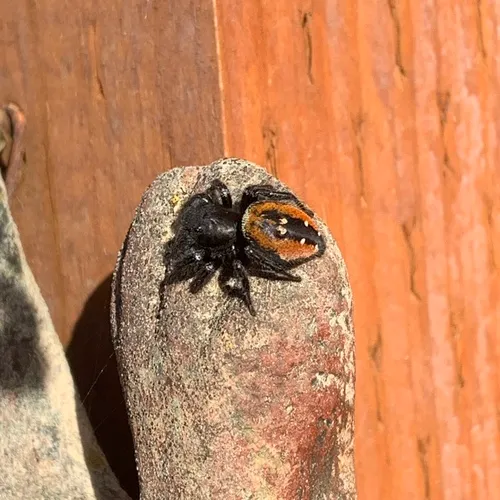 Johnson's Jumping Spider