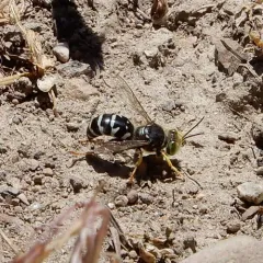 Steniolia obliqua thumbnail 1