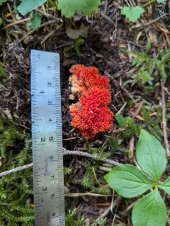 Ramaria stuntzii thumbnail 4