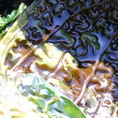 seersucker kelp thumbnail 3