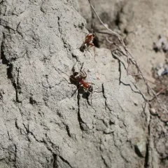 New World Red Bearded Ant thumbnail 4