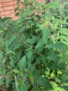 Pineapple Sage thumbnail 2