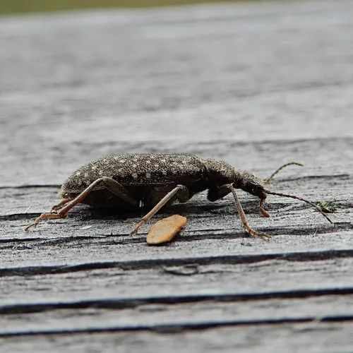 Pergetus campanulatus