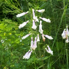 hairy beardtongue thumbnail 3
