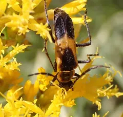 Colorado Soldier Beetle thumbnail 3