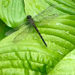 Swamp Darner thumbnail 2