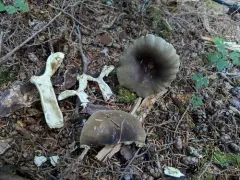 Russula serissima thumbnail 4