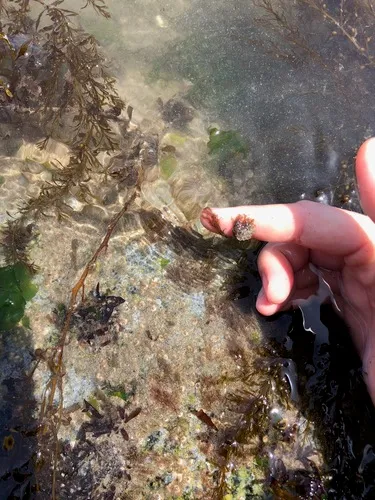 Polysiphonia pacifica