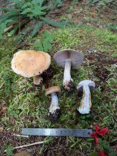 Cortinarius caesiifolius thumbnail 4
