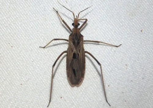 Narvesus carolinensis