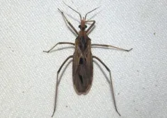 Narvesus carolinensis thumbnail 1