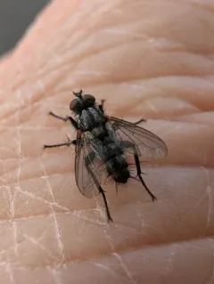 Grizzled Woodlouse-fly thumbnail 2
